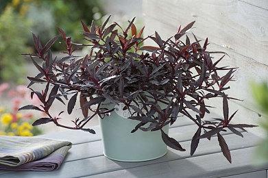 开发者称《塞尔达无双：封印战纪》原为Switch1打造